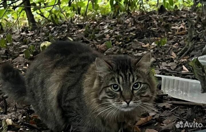 Шикарный кот Маркиз в добрые руки