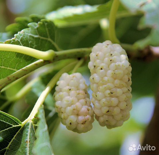 Шелковица белая медовая