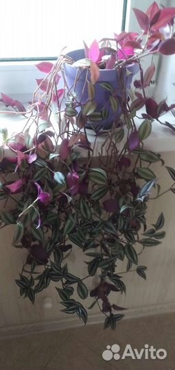 Традесканция трехцветная