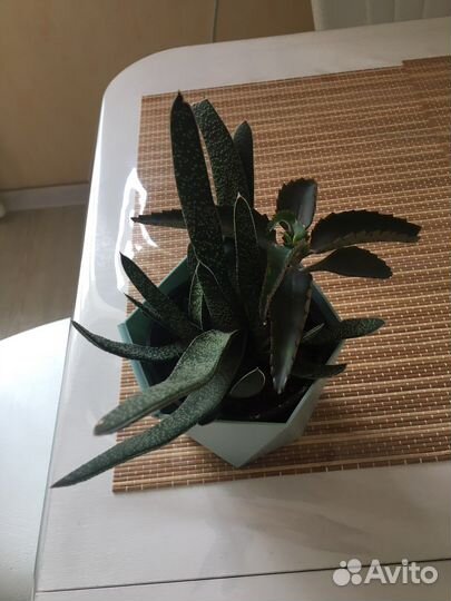 Гастерия, кактус, коланхоэ