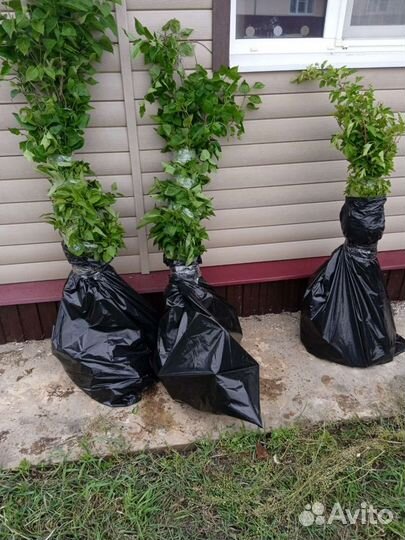 Пузыреплодник зеленый