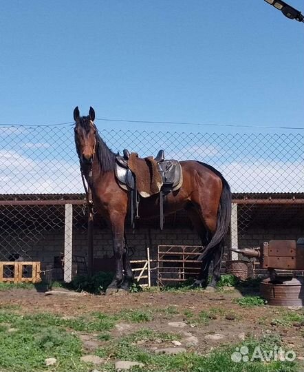 Карачаевский жеребец