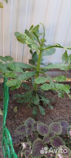 Большой кактус