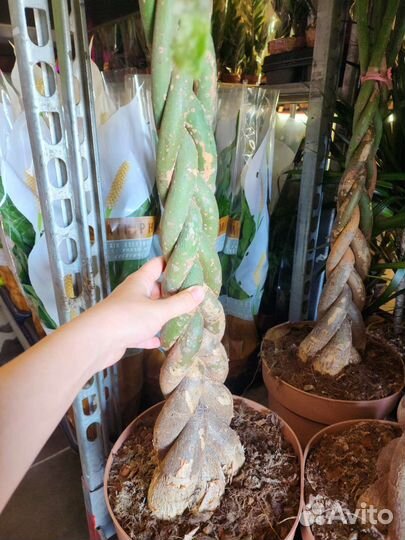 Пахира акватика 190