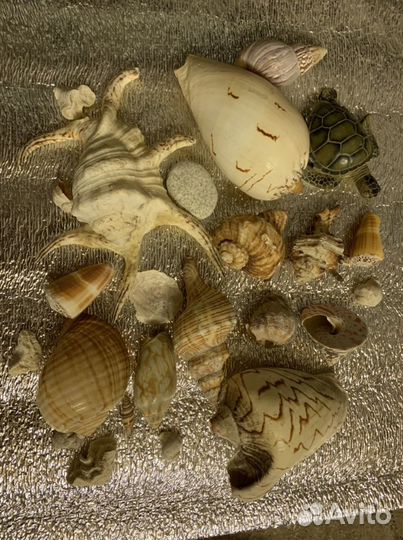 Морские ракушки и раковины разной формы и вида