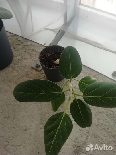 Фикус бенгальский
