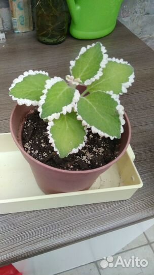 Вариегатный плектрантус или мята комнатная