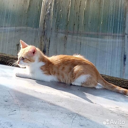 Молодой рыжик котик