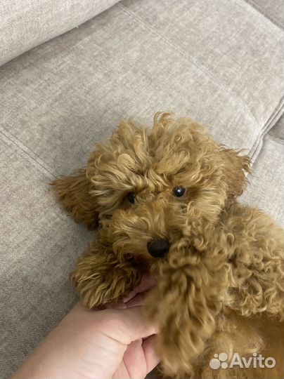 Той-пудель девочка красная