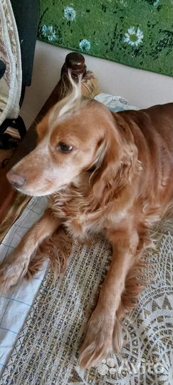 Русский спаниель