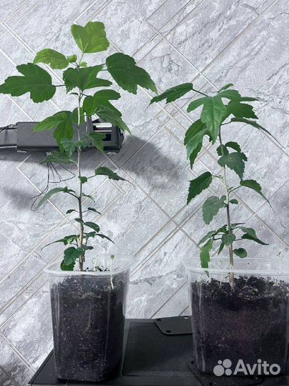 Продам гибискус сирийский (кетмия)