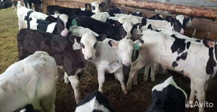 Бычки и телки