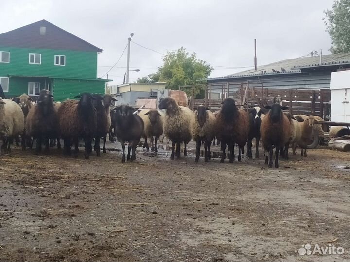 Бараны, козы