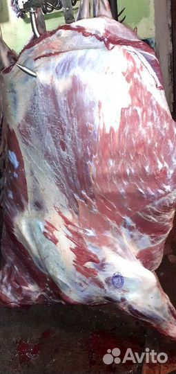 Говядина, мясо быков Коров тушами