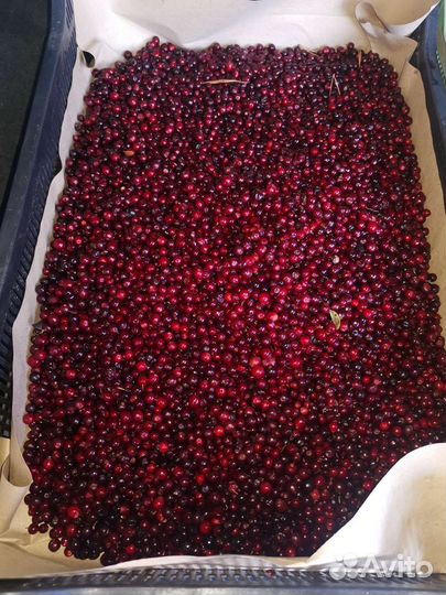 Брусника свежая