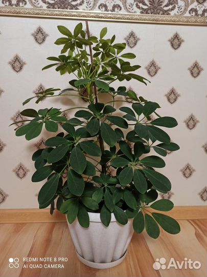 Комнатные цветы