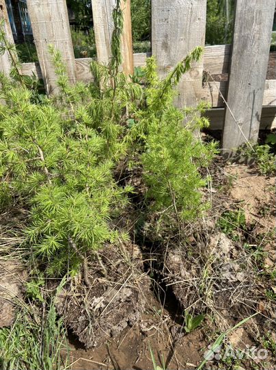 Лиственница