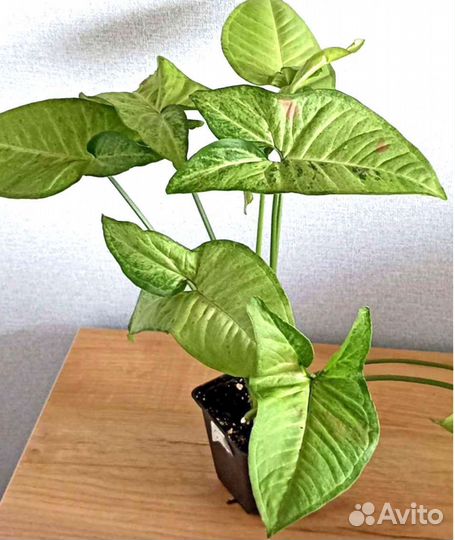 Сингониумы Разные Комнатные Растения цветы