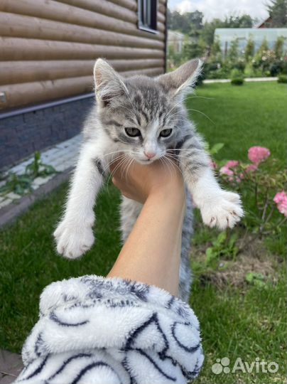 Отдам котенка в добрые руки