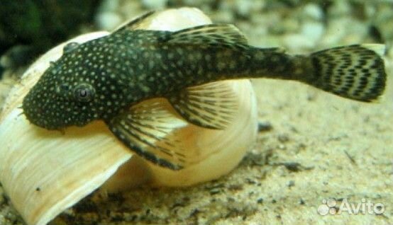 Коридорас альбинос 30р