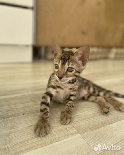 Бенгальский котенок