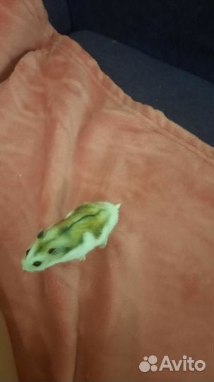 Джунгарский хомяк