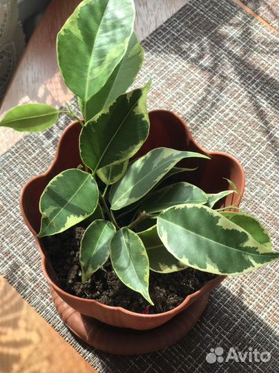 Фикус бенджамина