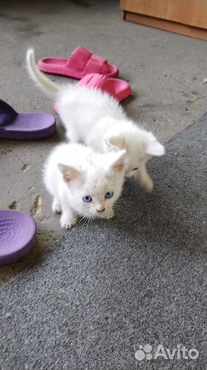 Отдам в хорошие руки