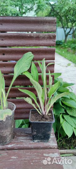 Многолетники садовые