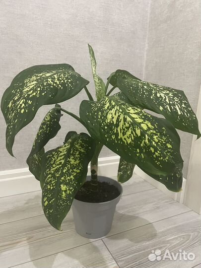 Диффенбахия