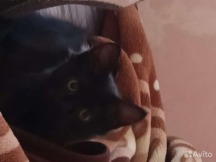 Котик в добрые руки