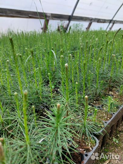 Сеянцы ели европейской зкс от производителя