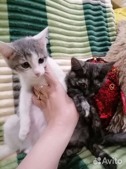 Котенок Гоша 3 месяца