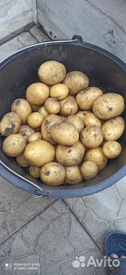 Продам картофель