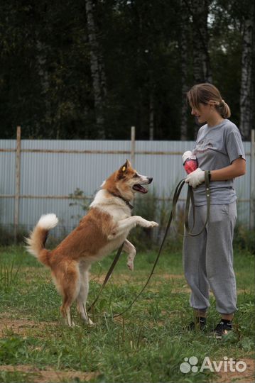 Собака в добрые руки