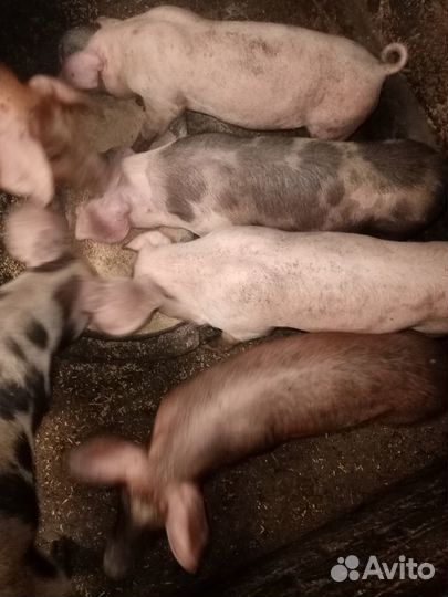 Продаются поросята 45дней