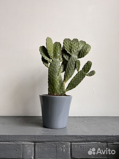 Кактус опунция, 53 см