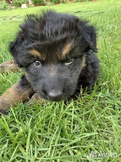Щенки метисы от мамы немецкой овчарки