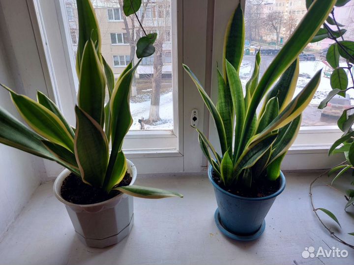 Цветы комнатные юкка, сансевьерия. фикус