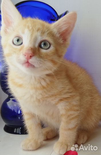 Котёнок