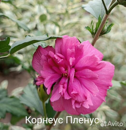 Гибискус сирийский Корнеус Пленус