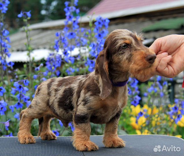 Мраморная такса
