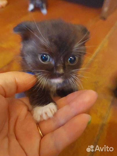 Шотландские котята