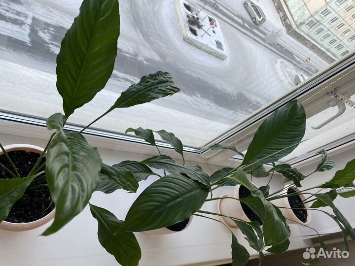 Спатифиллум(женское счастье)