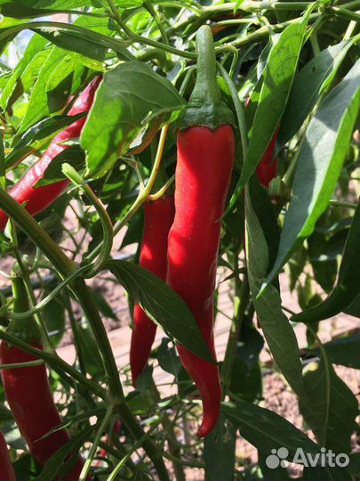 Перец горький красный