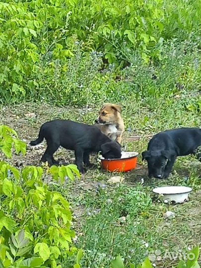 Спасите малышей