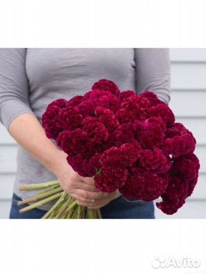 Целозия. Семена цветов