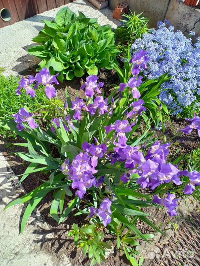 Рассада-Помидор-Перцев-Баклажанов-Кабачков-Огурцов