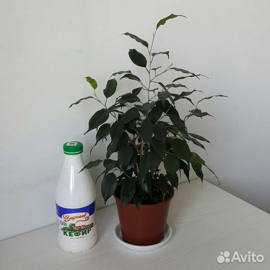 Фикус Бенджамина