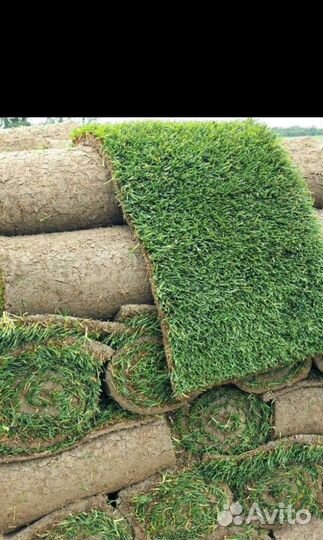 Автополив,Рулонный газон Люкс/Премиум/Спортивный